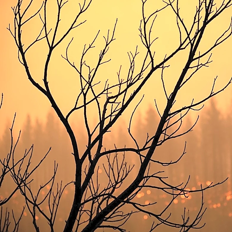 Wildfires in Georgia and Florida Lead to Fatalities and Home Destruction