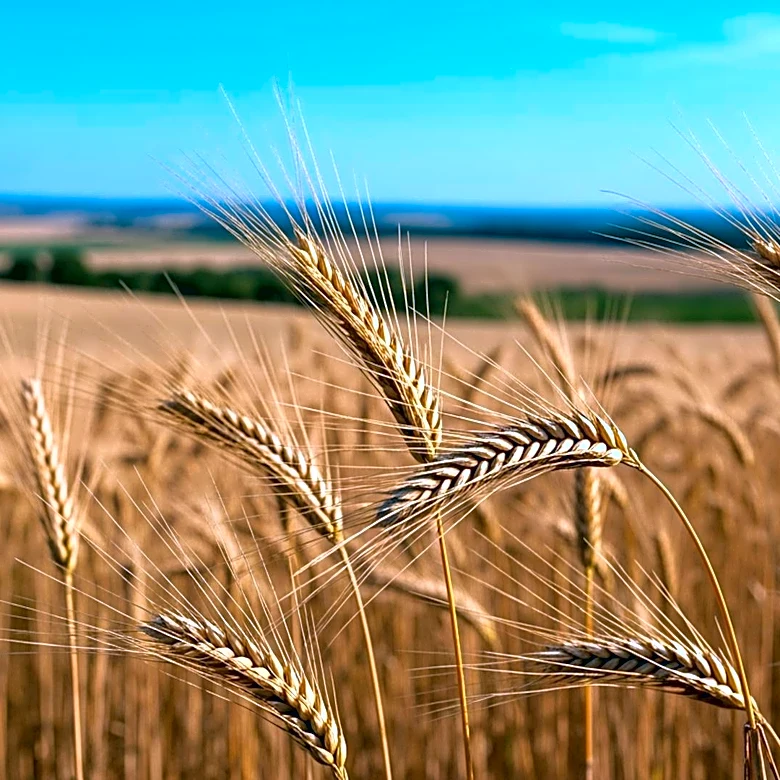 UNC Pembroke Launches New Agriculture Major to Strengthen Regional Farming Industry