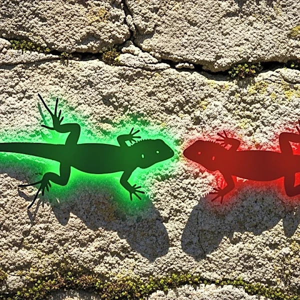 Aggressive 'Hulk' Lizards Disrupt Evolutionary Balance in Wall Lizards