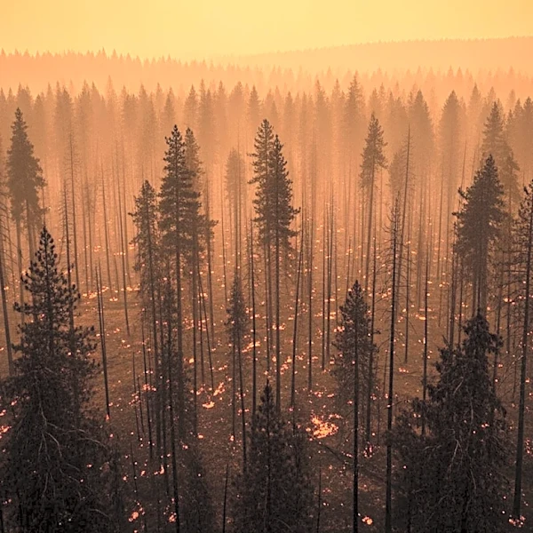 Georgia Wildfires Destroy Over 120 Homes, Prompt State of Emergency