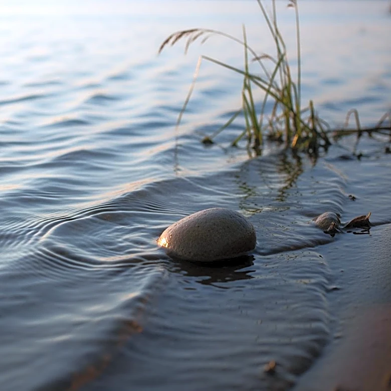 Washington Family Settles for $350k After Otter Attack on Toddler