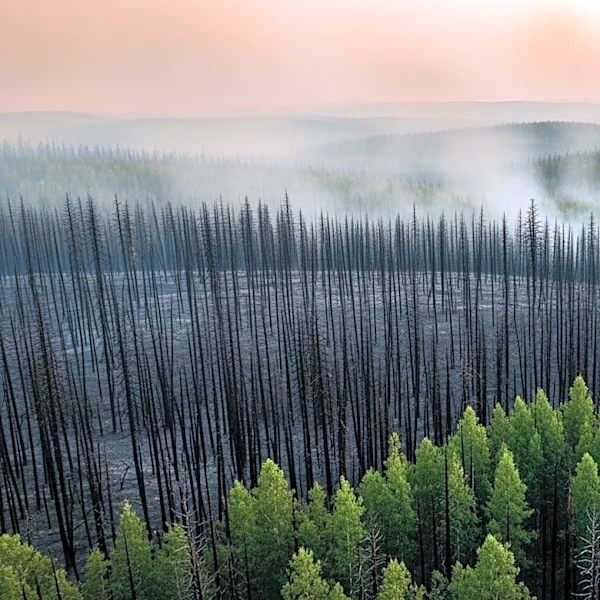 Georgia Wildfires Destroy Over 120 Homes, Continue to Threaten Residents
