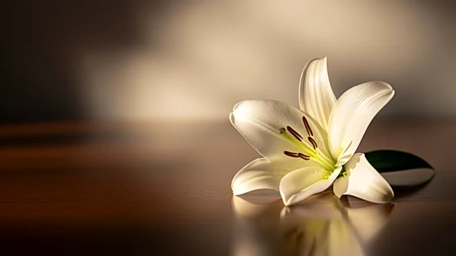 Obituary: William 'Bill' Rice Yahner Jr. Passes Away at 81