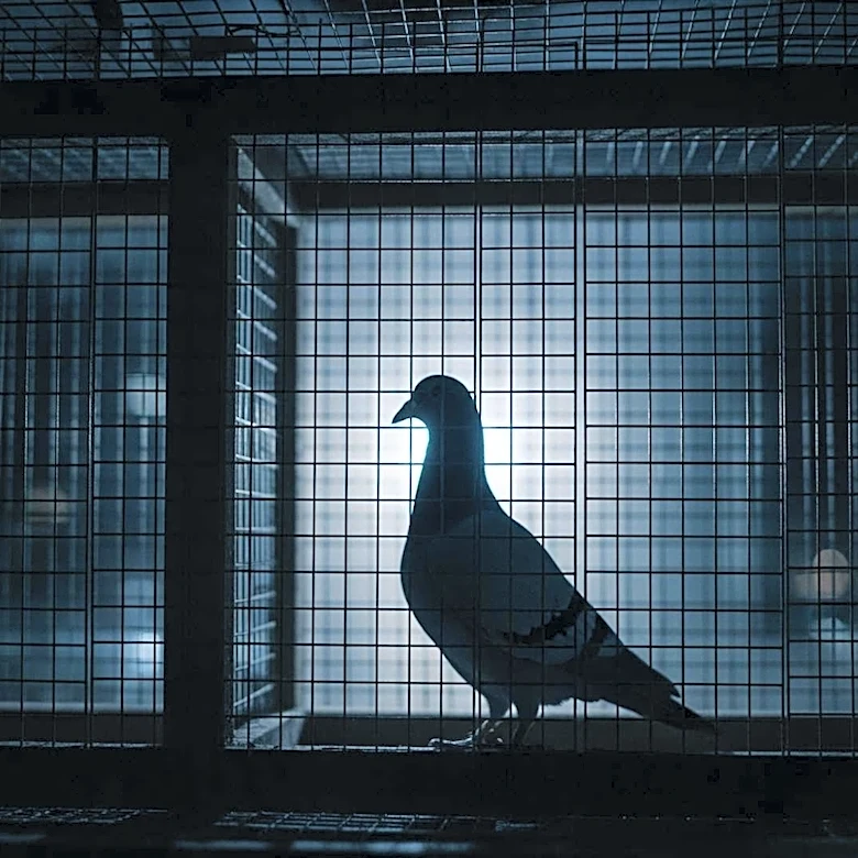 Organized Crime Targets Elite Racing Pigeons, Impacting Global Pigeon Racing Community