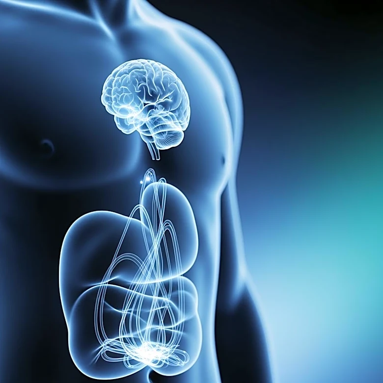 Study Reveals Abdominal Contractions May Enhance Brain Fluid Flow, Potentially Preventing Neurodegenerative Disorders