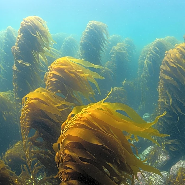 Scientists Work to Preserve Kelp Forests as Vital Climate Buffers