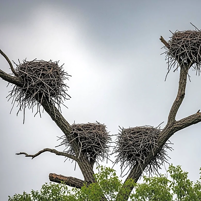 Three Bald Eagles Missing After Storm Damages Dollywood Aviary
