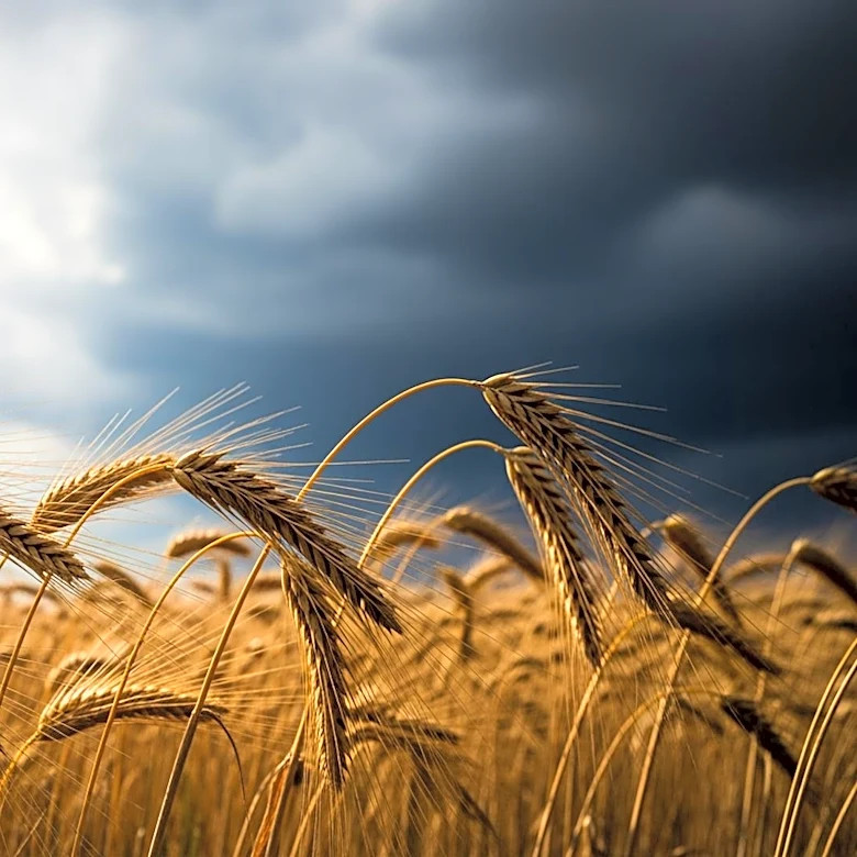 Research Explores Agriculture's Impact on Regional Climate Extremes