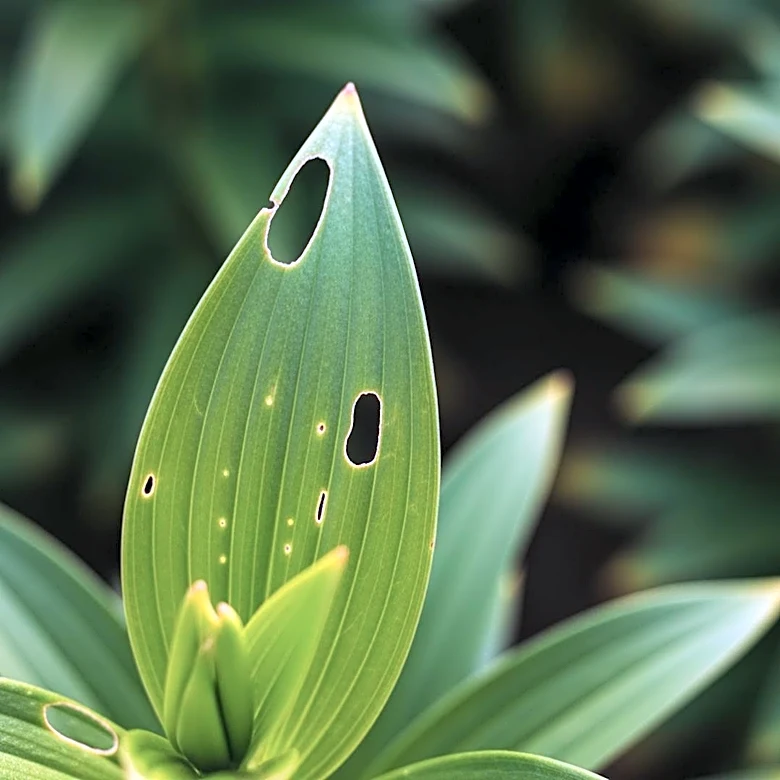 Invasive Lily Leaf Beetle Spreads Across Michigan, Threatening Local Flora