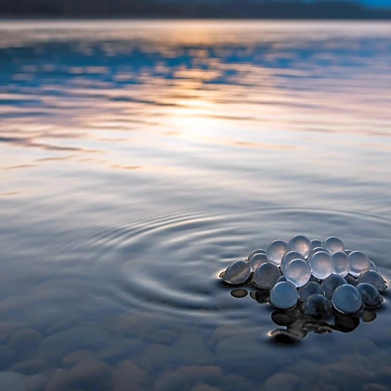 Okanagan Nation Alliance Plans Salmon Fry Releases to Boost Population