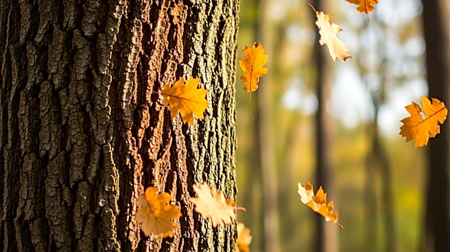 Inheritance Tax Changes Threaten UK Forestry Sector's Growth