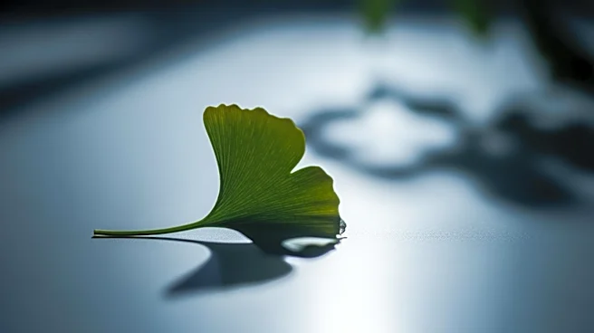 Neurologist Advises Against Ginkgo Biloba for Brain Health Due to Minimal Benefits and Potential Risks