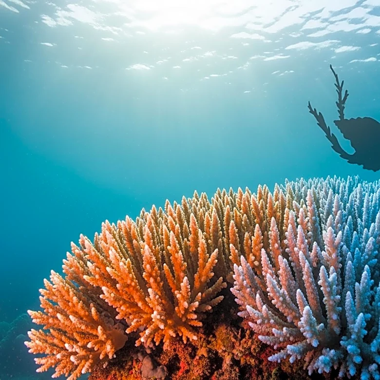 Mediterranean Sea Faces Rapid Warming and Invasive Species Threats, Report Warns