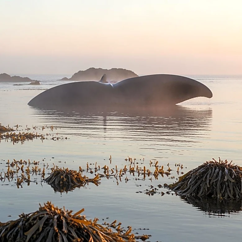 Experts Deem Rescue of Stranded Whale 'Inadvisable' Amid Health Concerns