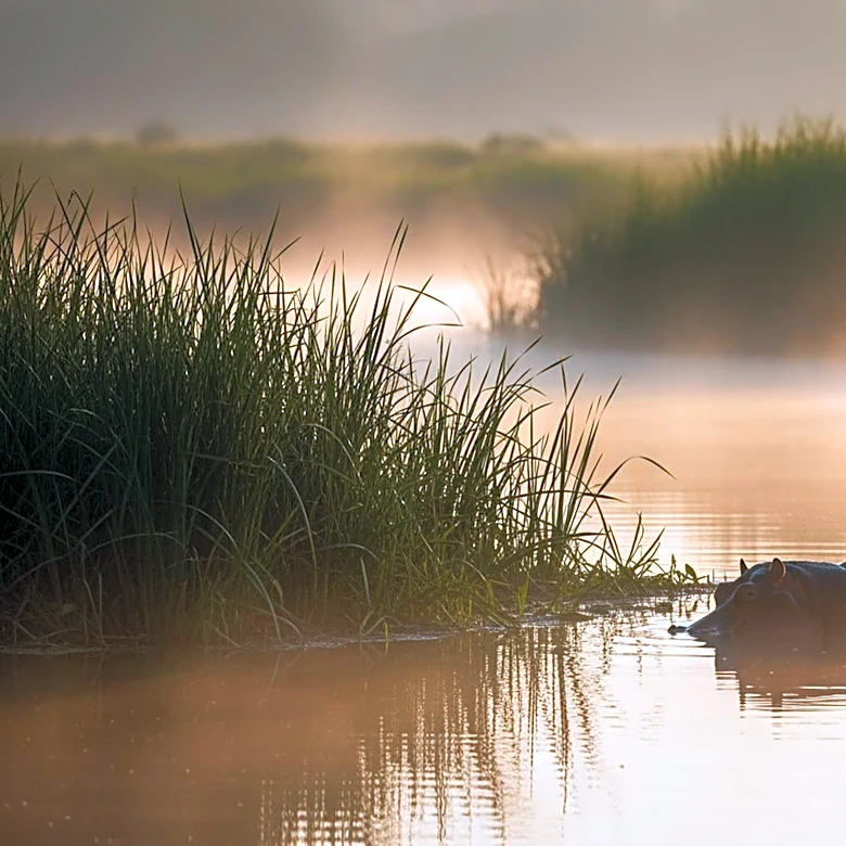 Colombian Government Faces Backlash Over Plan to Euthanize Escobar's Hippos