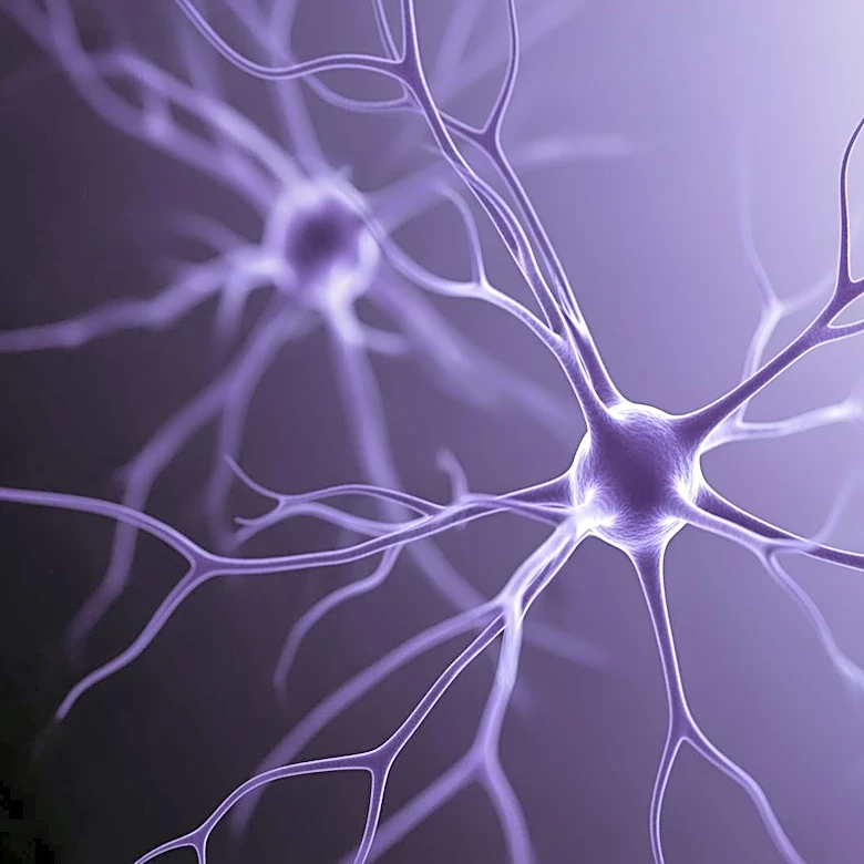 Olfactory Receptor Mapping Offers New Insights for Loss of Smell Therapies