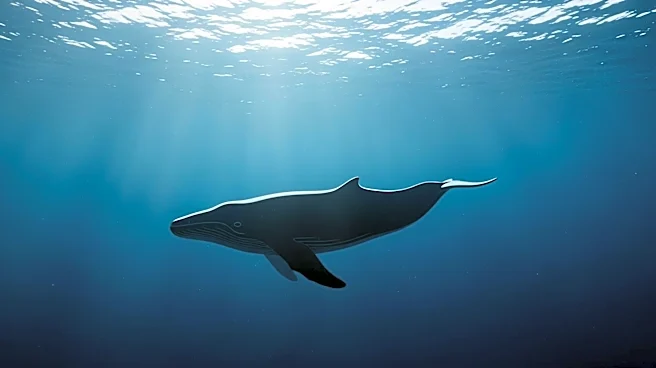 Oman Proposes Speed Risk Study to Protect Whales in Arabian Sea at MEPC