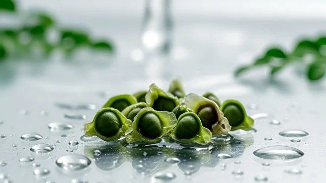 Scientists Explore Moringa Seeds for Microplastic Filtration in Tap Water