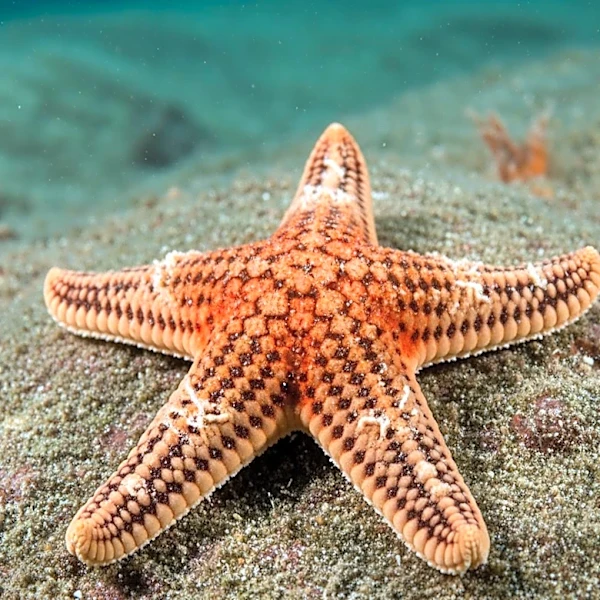 UVM Researchers Identify Early Indicators of Sea Star Wasting Disease