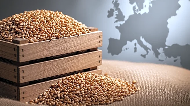 Israeli Grain Importer Rejects Allegedly Stolen Ukrainian Grain Amid Diplomatic Tensions