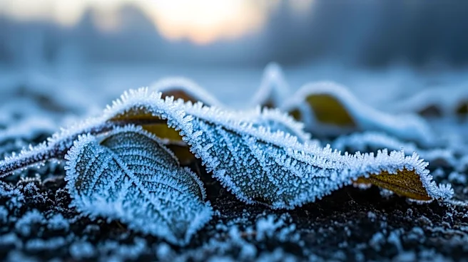 Frost Warning in Northern Counties Raises Concerns for Plant Health