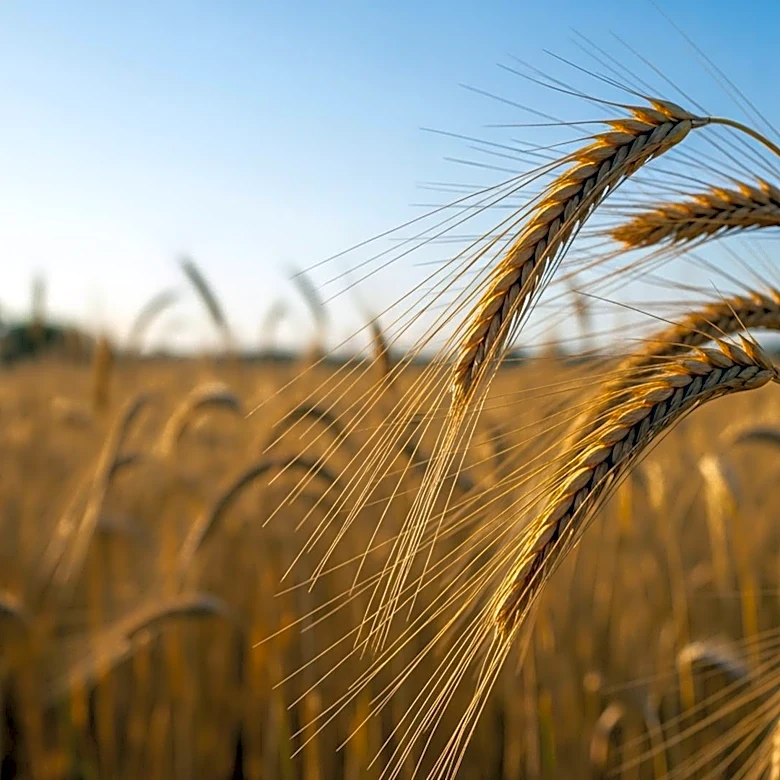 Oklahoma Legislature Passes Bill to Designate Wheat as Official State Crop
