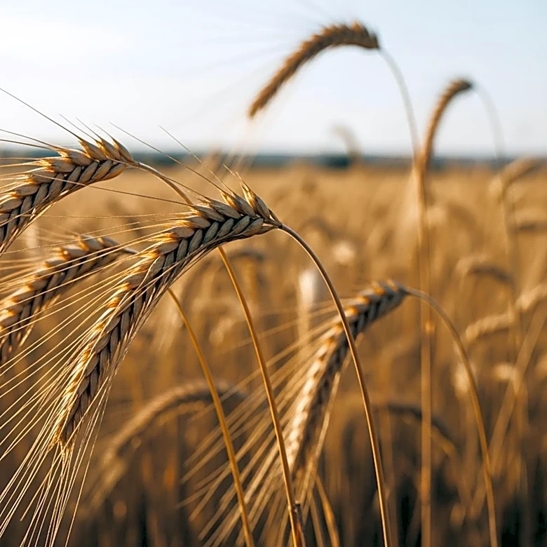 UN Agencies Call for Urgent Financing to Address Hunger in Africa's Agrifood Systems