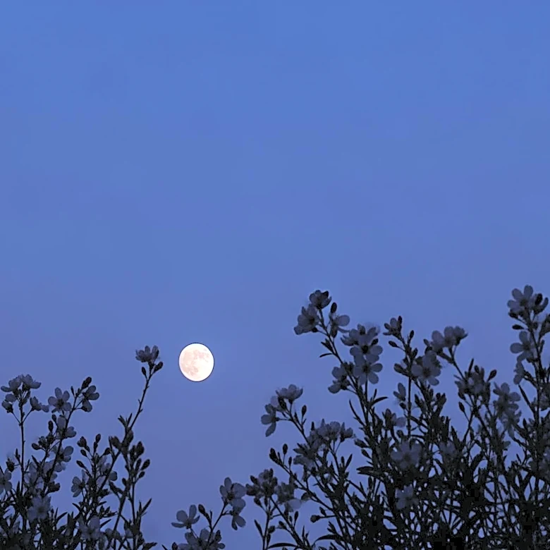 May's Flower Micromoon to Appear Extra Small, Followed by Rare Blue Moon