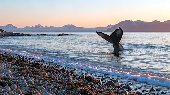 Record Whale Strandings on West Coast Linked to Arctic Changes