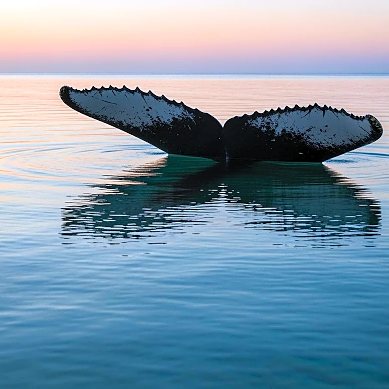 Timmy the Humpback Whale Rescued After Weeks in Shallow Waters Near Germany