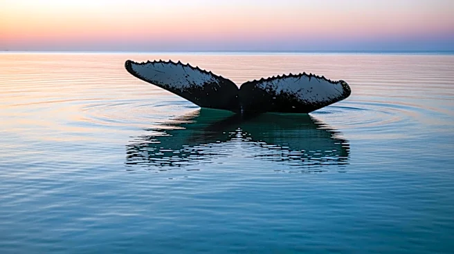 Timmy the Humpback Whale Rescued After Weeks in Shallow Waters Near Germany