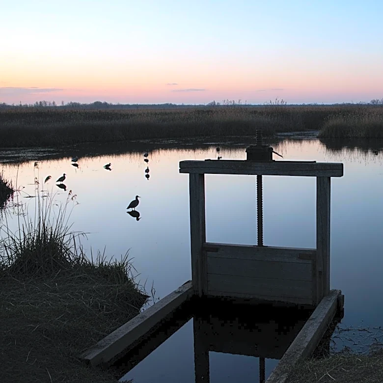 NSW Government Delays Environmental Water Flows, Impacting Wetlands and Wildlife