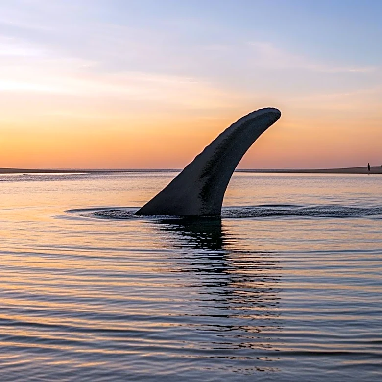 Timmy the Stranded Whale Rescued After Weeks of Effort