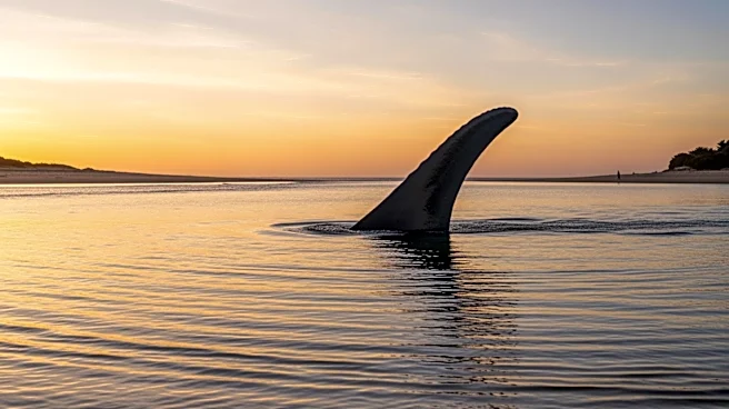 Timmy the Stranded Whale Rescued After Weeks of Effort