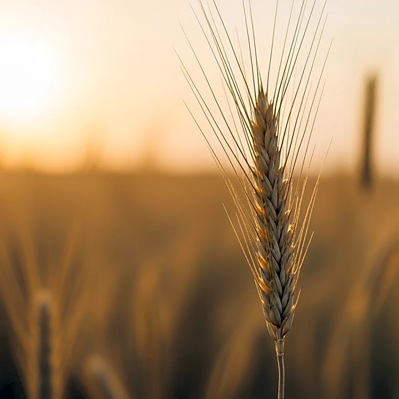 Nebraska LEAD Program Opens Applications for 45th Cohort to Develop Agricultural Leaders