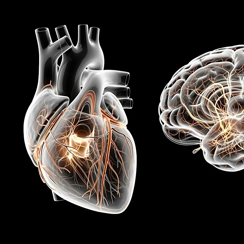 Human Organ Atlas Unveils Unprecedented Details of Human Anatomy