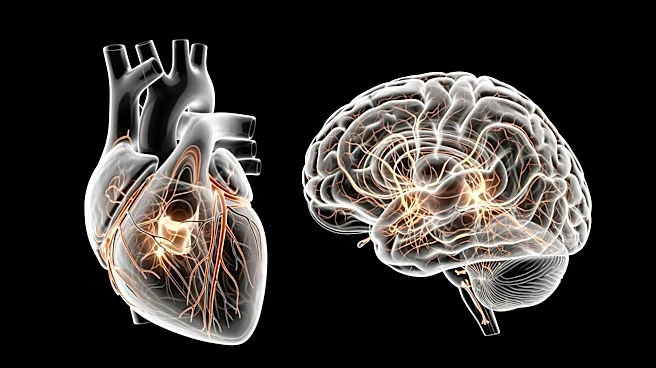 Human Organ Atlas Unveils Unprecedented Details of Human Anatomy