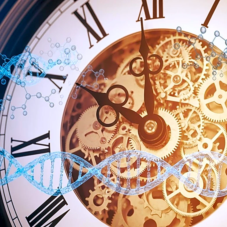 Epigenetic Clocks: Research Tools for Aging, Not Individual Health Tests