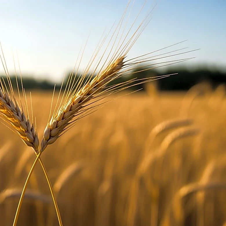 Iowa Agriculture Secretary Race: Mike Naig vs. Chris Jones
