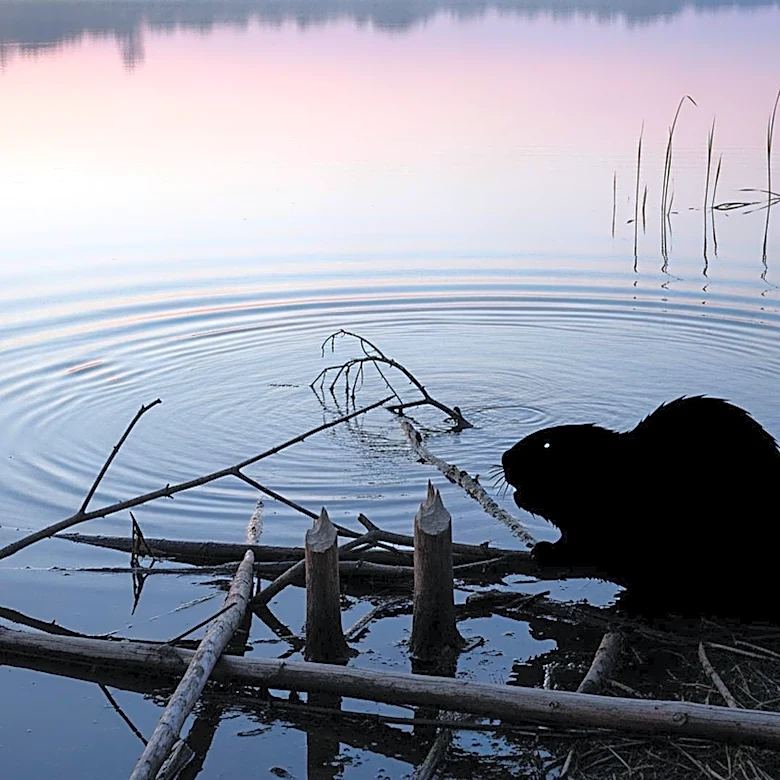 Beaver Attack on Boy in New Jersey Lake Raises Safety Concerns