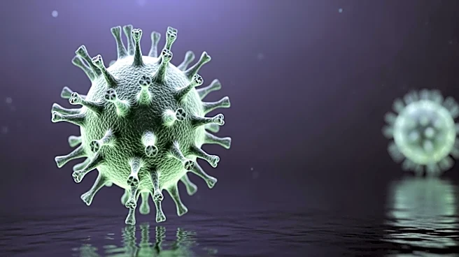 South Africa Identifies Andes Strain of Hantavirus in Cruise Ship Outbreak