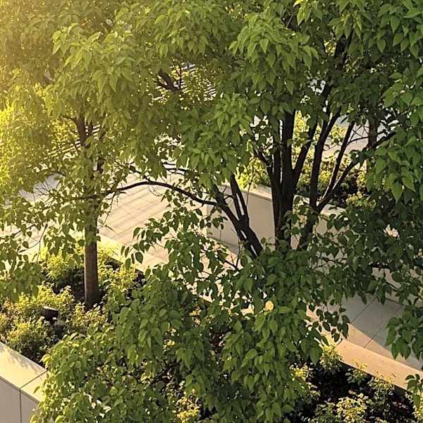 Study Finds Urban Trees Significantly Reduce Heat Island Effect, But Benefits Are Unequally Distributed