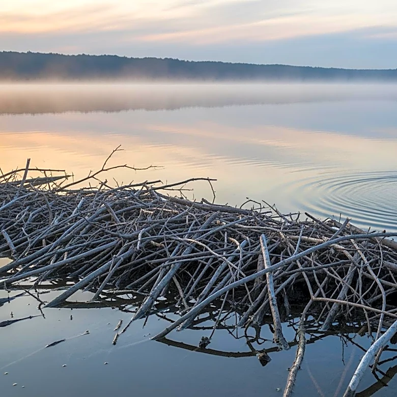 Beaver Attack in New Jersey Lake Results in Rabies Alert