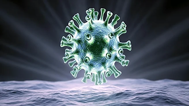 South Africa Identifies Hantavirus Strain Capable of Human Transmission on Cruise Ship