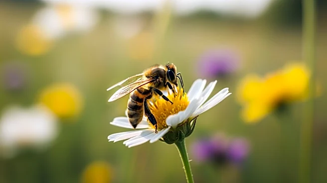 Research Highlights Economic and Health Benefits of Preserving Pollinators