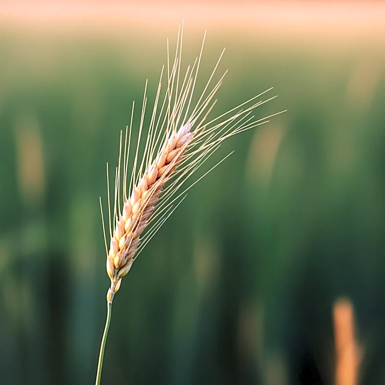 UN Forum Highlights India's Agricultural Transformation at FAO Event