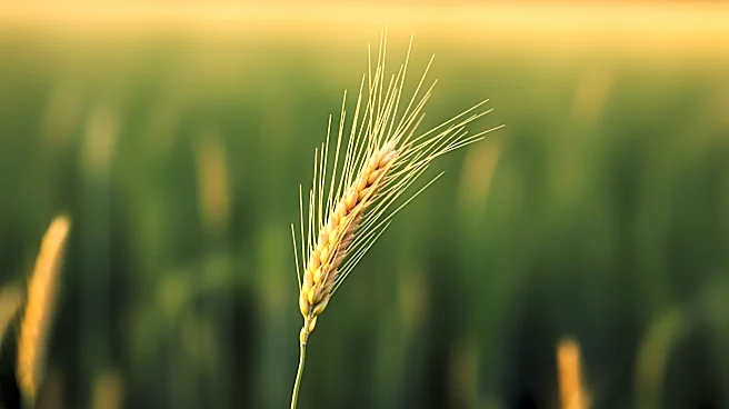 UN Forum Highlights India's Agricultural Transformation at FAO Event