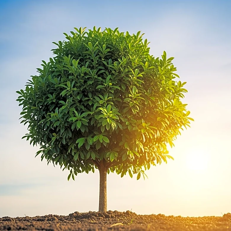 Sierra Club Endorses Tom Steyer for California Governor, Highlighting Climate Leadership