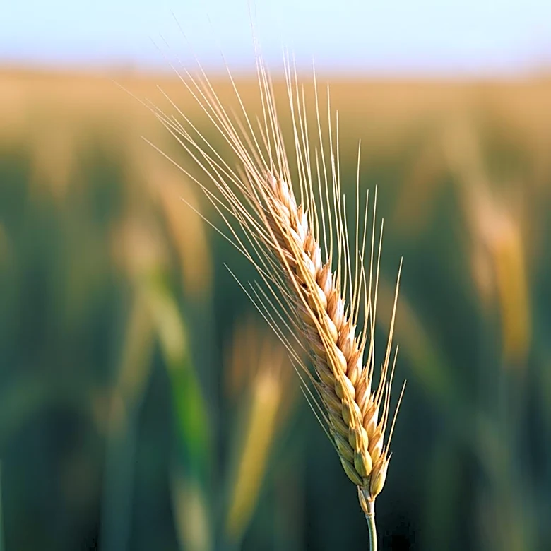 NCTA Students Excel in National Agriculture Contests, Showcasing Agronomy Program Strength