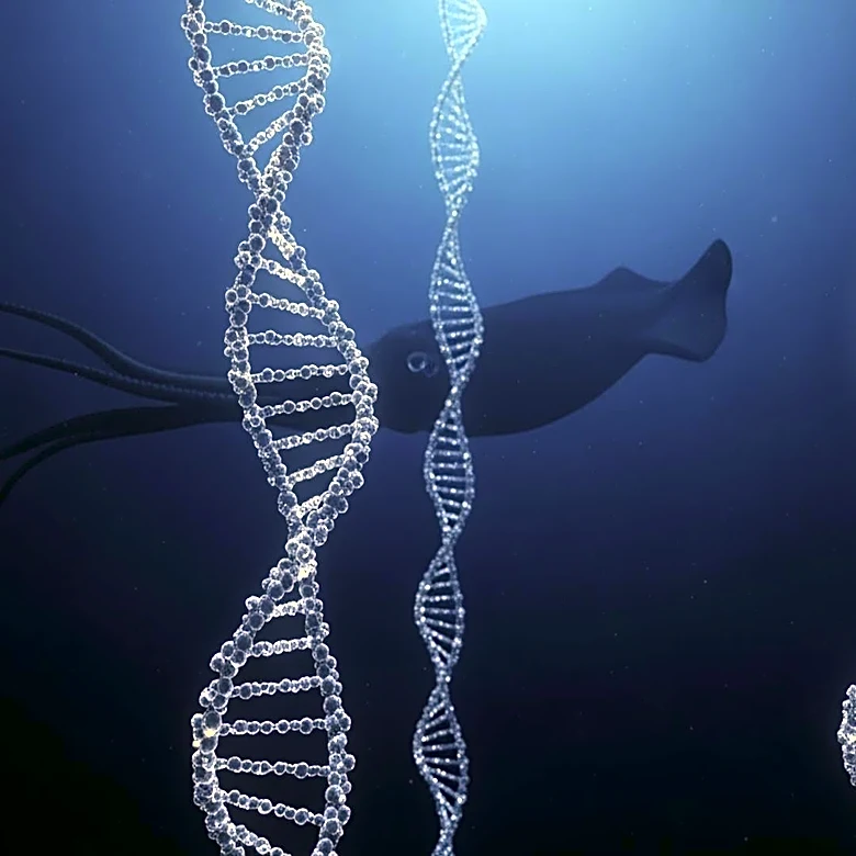 Australian Scientists Detect Giant Squid Using Environmental DNA, Marking Historic Find